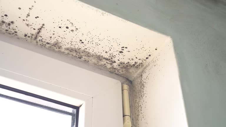 Best Environmental Consulting for Mold Prevention  in Belleair Beach, FL